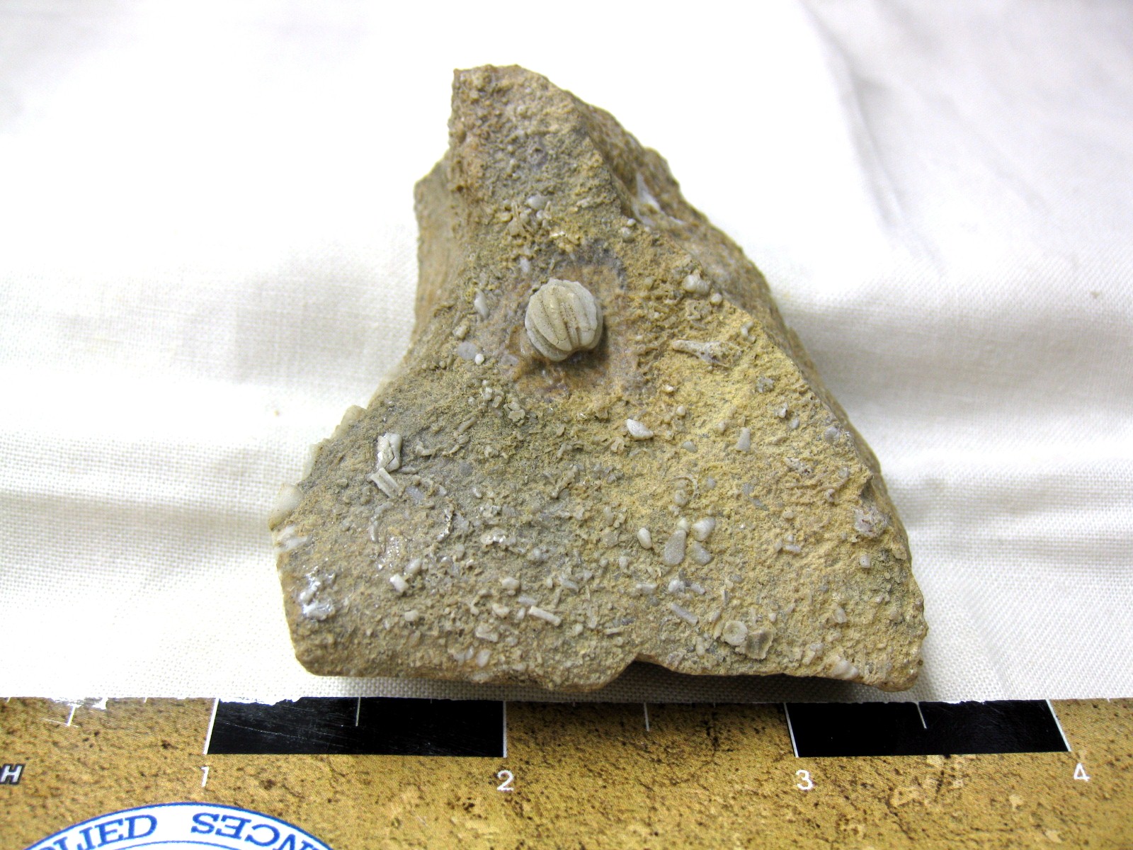 missouri-mississippian-diploblastus-blastoid-2.jpg | Fossils for Sale