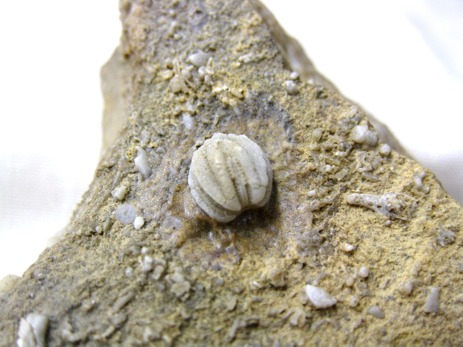 missouri-mississippian-diploblastus-blastoid-2a.jpg | Fossils for Sale