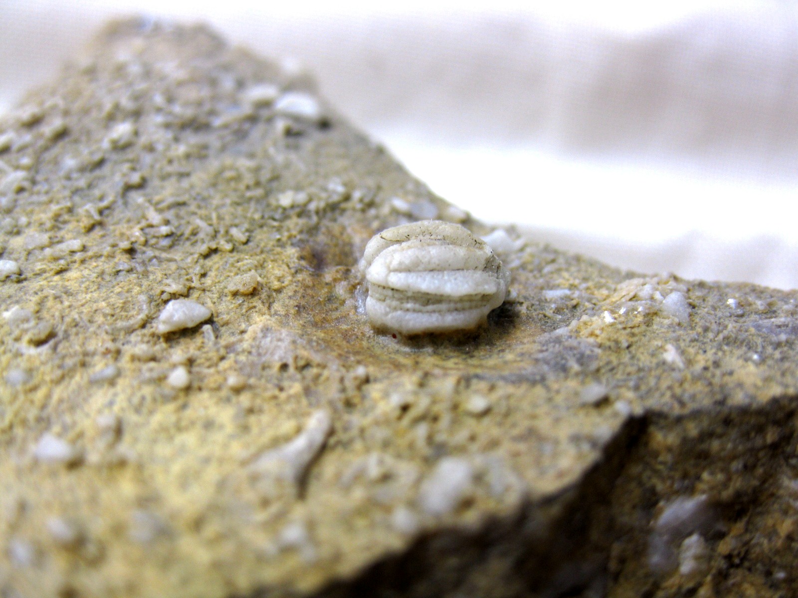 missouri-mississippian-diploblastus-blastoid-2b.jpg | Fossils for Sale