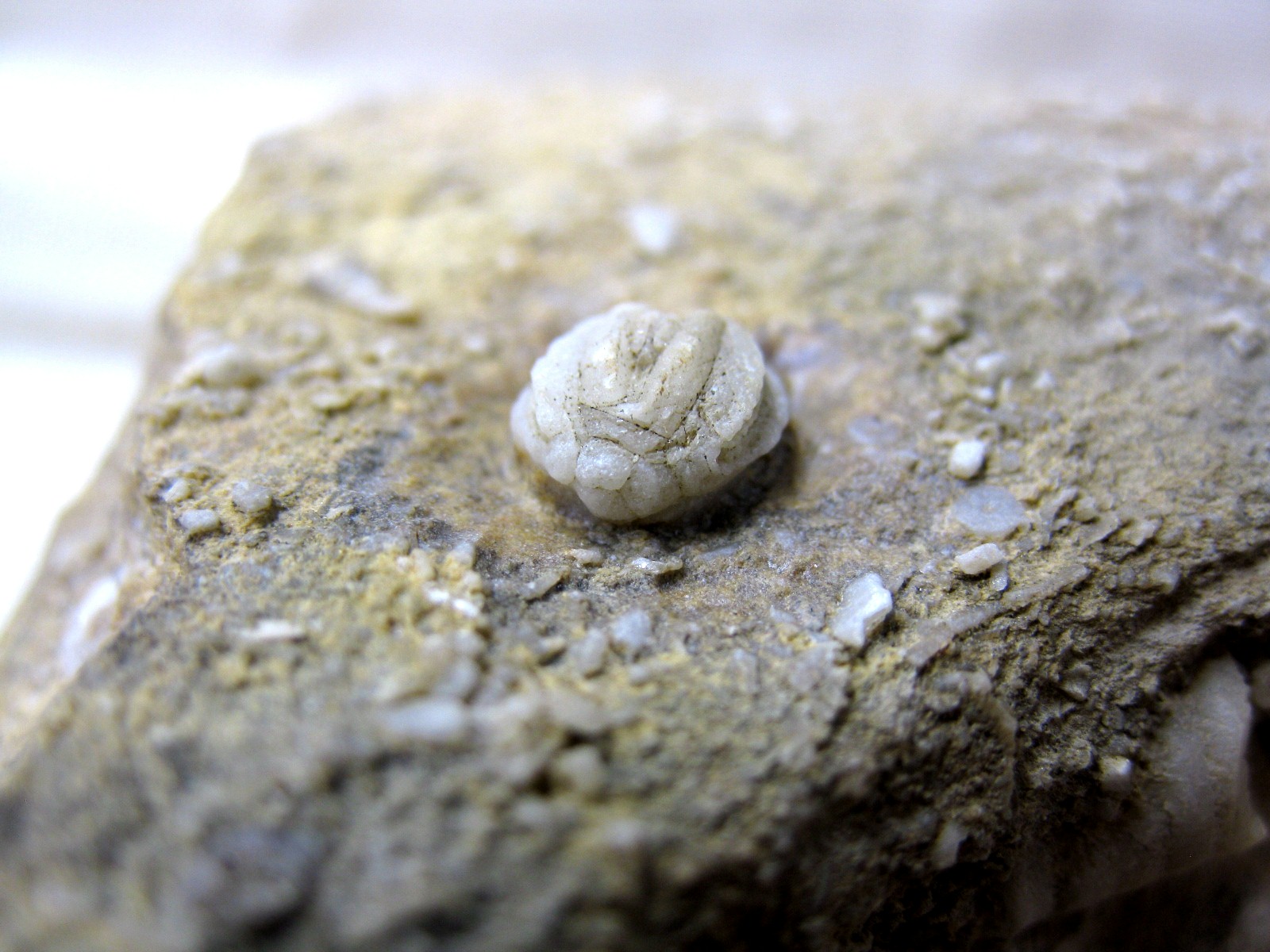 missouri-mississippian-diploblastus-blastoid-2c.jpg | Fossils for Sale