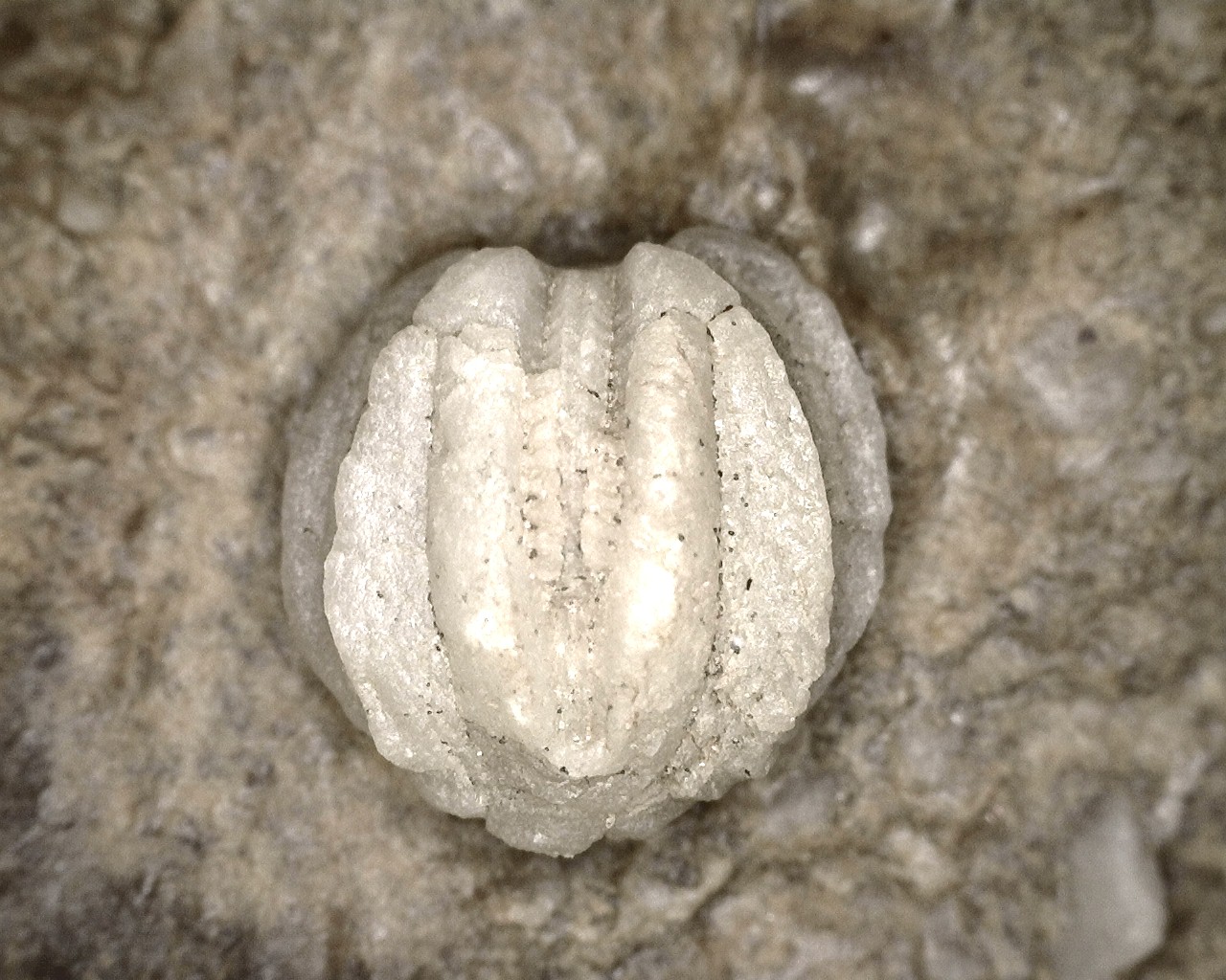 missouri-mississippian-diploblastus-blastoid-2d.jpg | Fossils for Sale