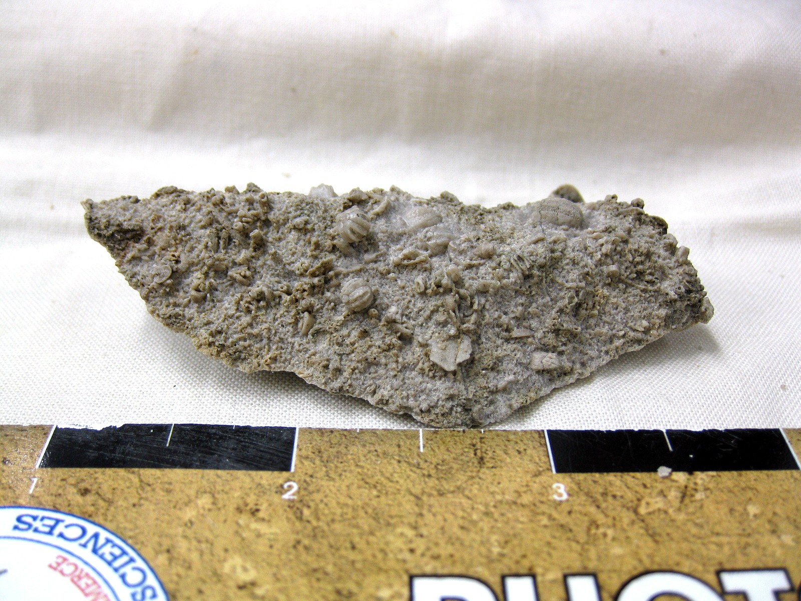 missouri-mississippian-diploblastus-blastoid-4.jpg | Fossils for Sale