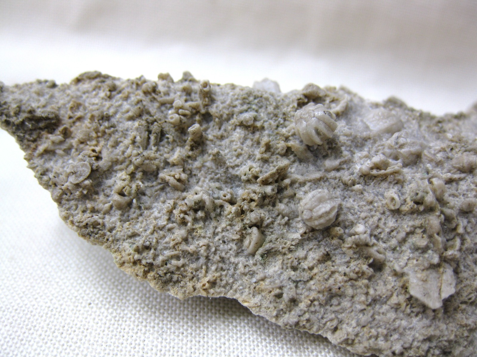missouri-mississippian-diploblastus-blastoid-4a.jpg | Fossils for Sale