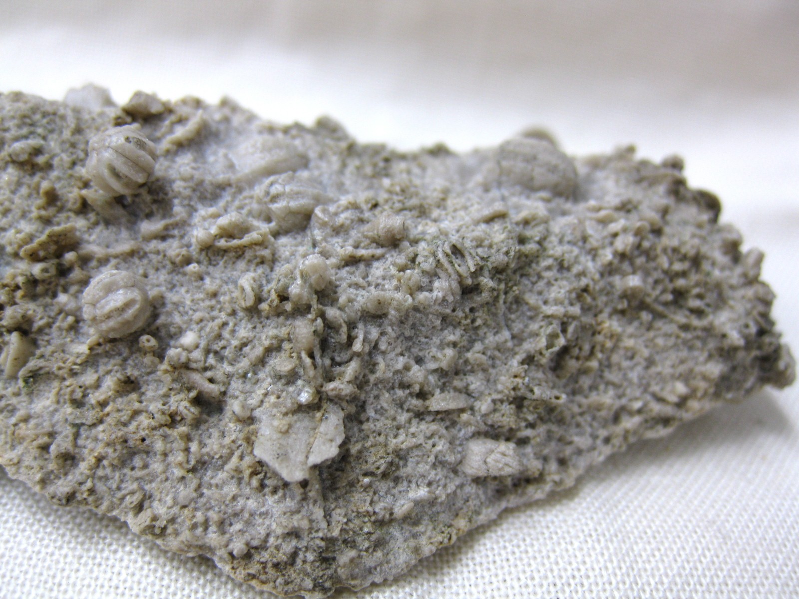 missouri-mississippian-diploblastus-blastoid-4b.jpg | Fossils for Sale