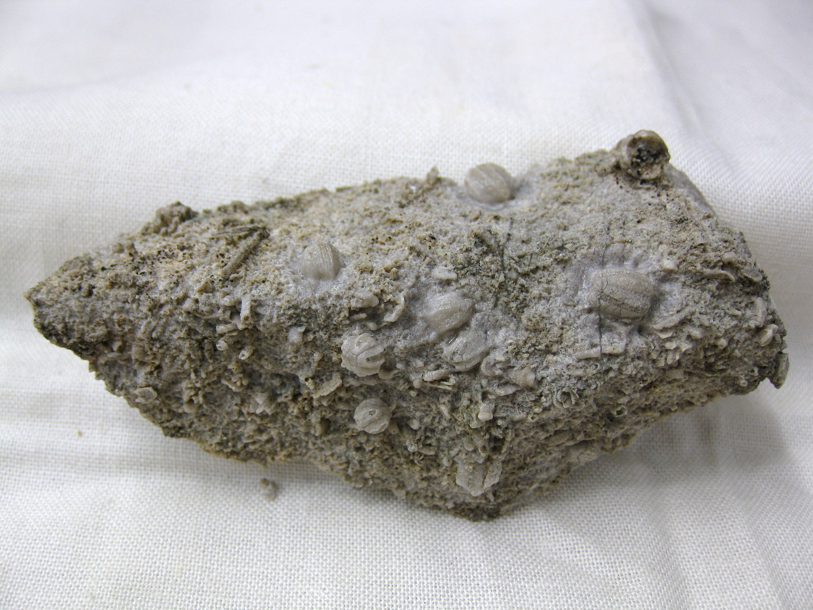 missouri-mississippian-diploblastus-blastoid-4c.jpg | Fossils for Sale