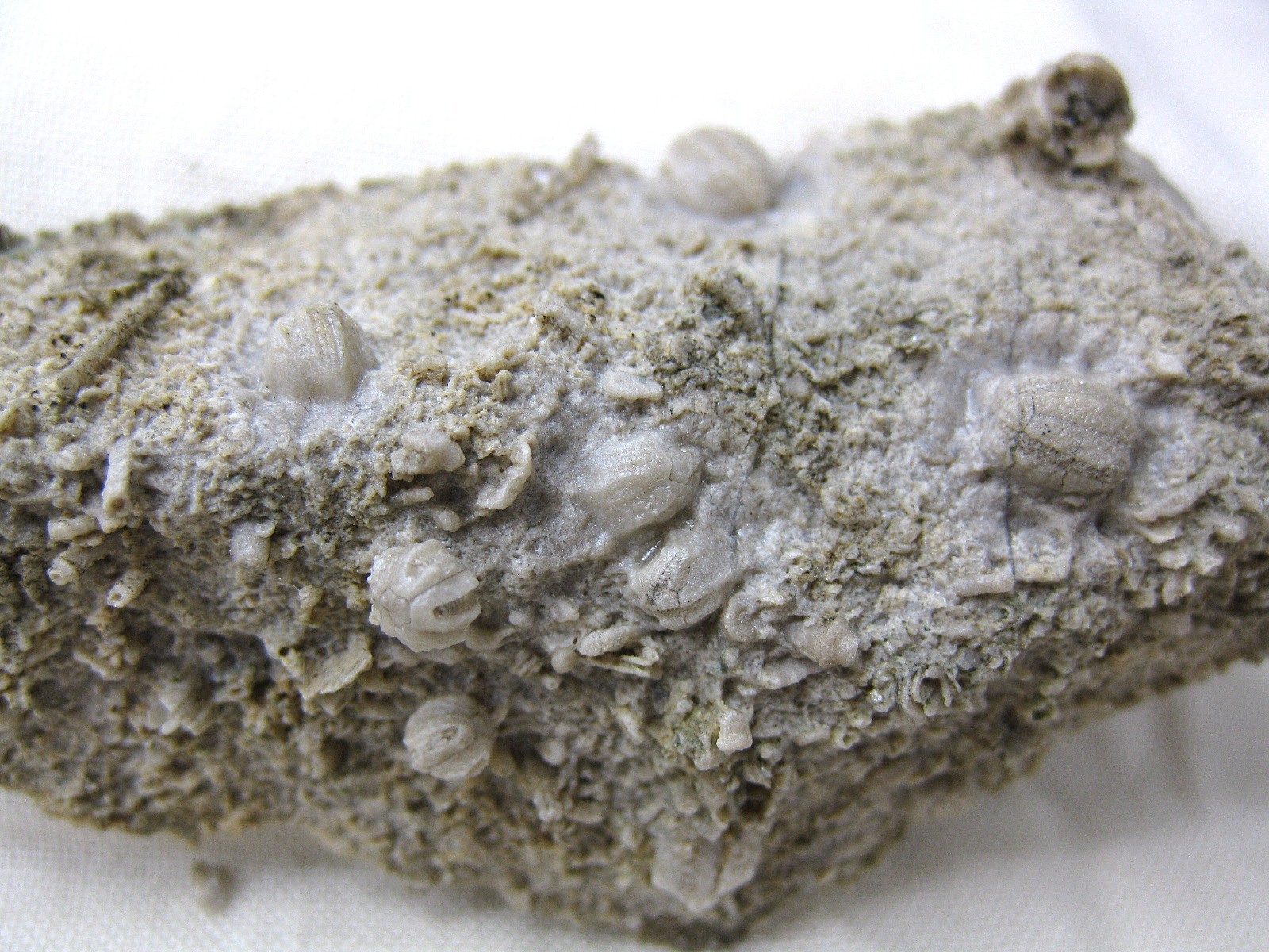 missouri-mississippian-diploblastus-blastoid-4d.jpg | Fossils for Sale