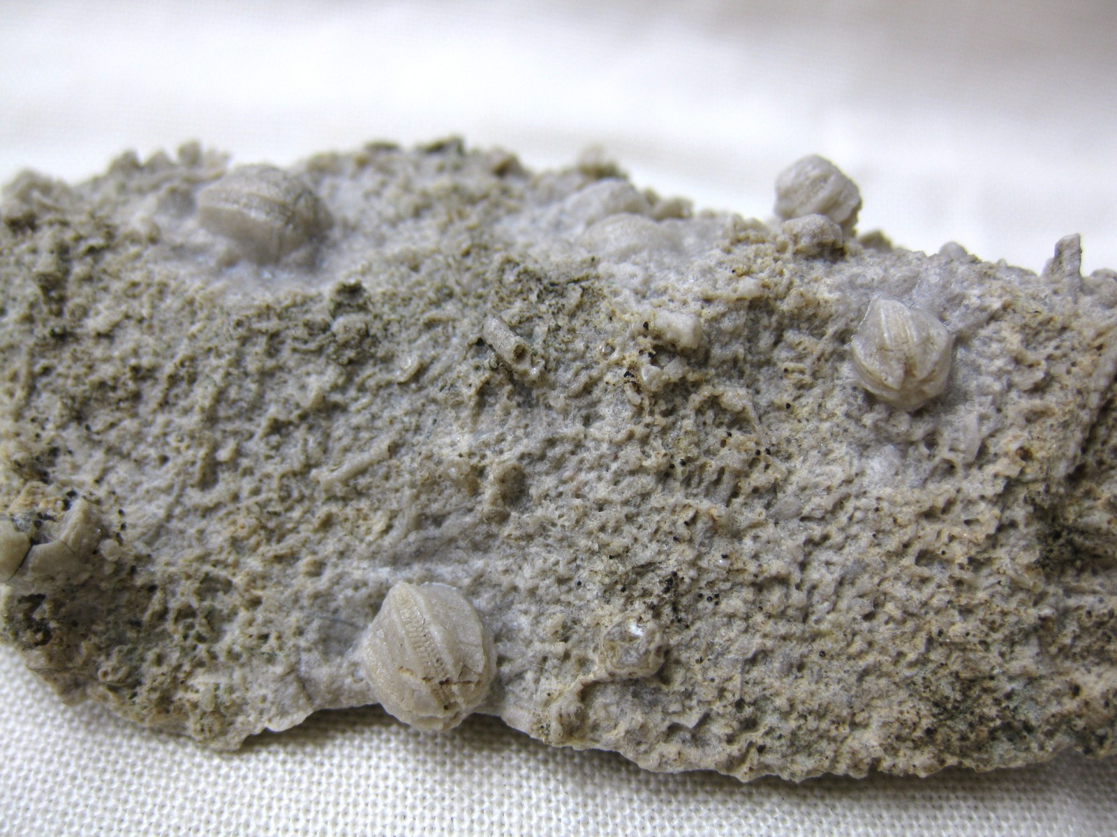 missouri-mississippian-diploblastus-blastoid-4e.jpg | Fossils for Sale