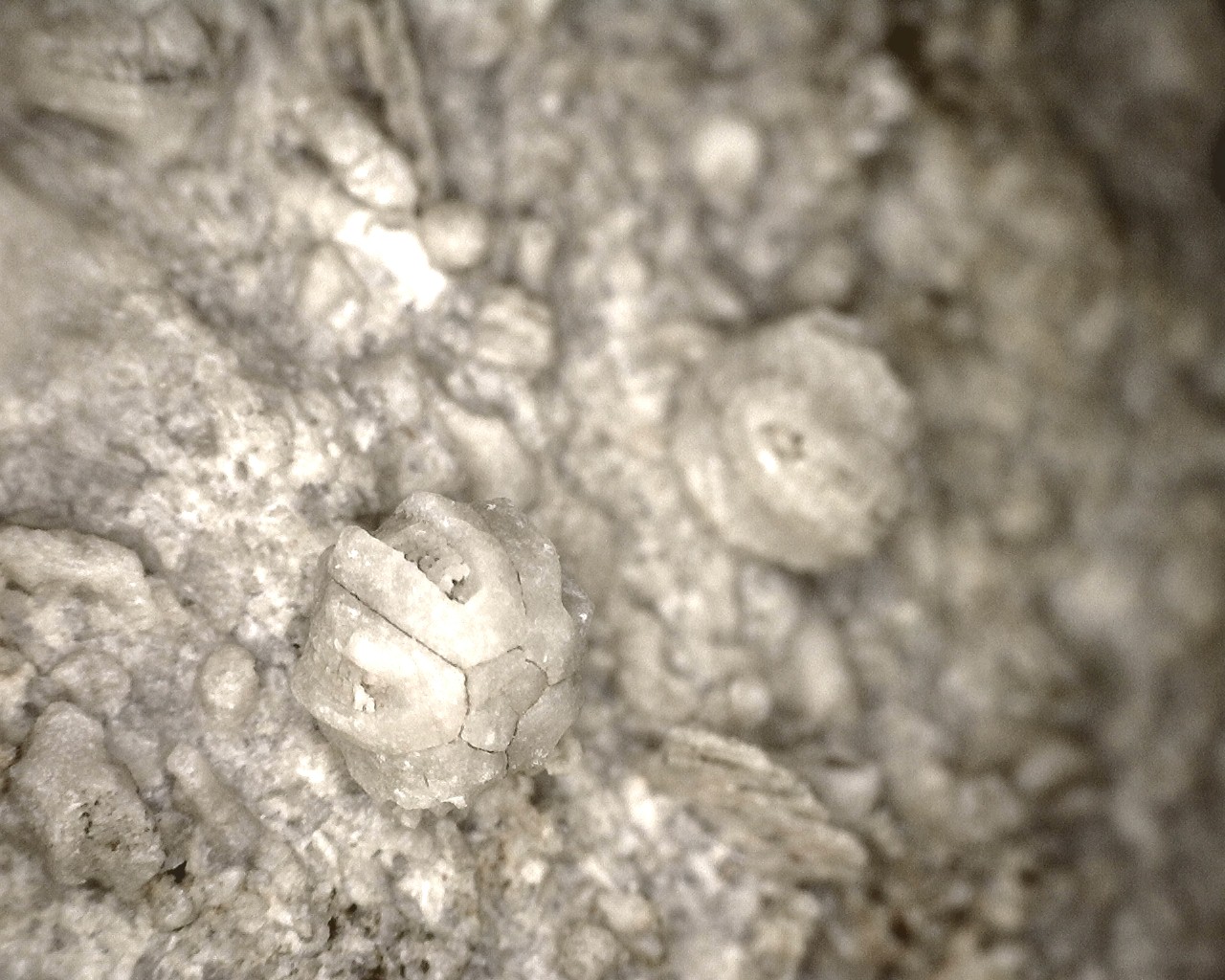 missouri-mississippian-diploblastus-blastoid-4f.jpg | Fossils for Sale