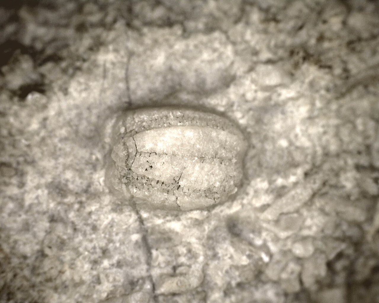 missouri-mississippian-diploblastus-blastoid-4g.jpg | Fossils for Sale