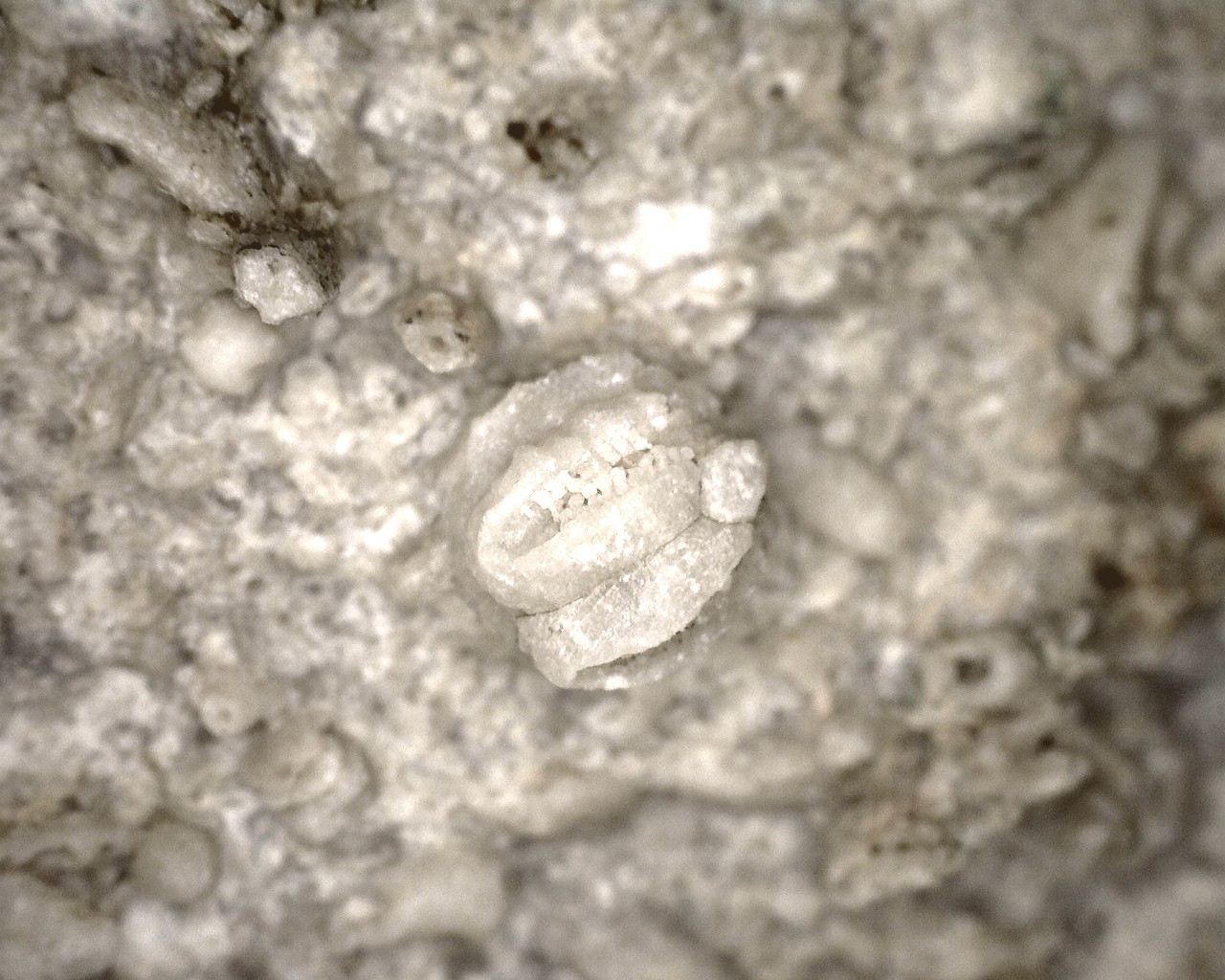 missouri-mississippian-diploblastus-blastoid-4h.jpg | Fossils for Sale
