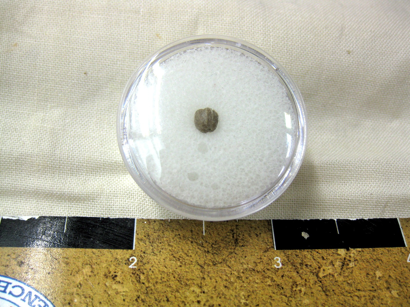 missouri-mississippian-diploblastus-blastoid-7.jpg | Fossils for Sale