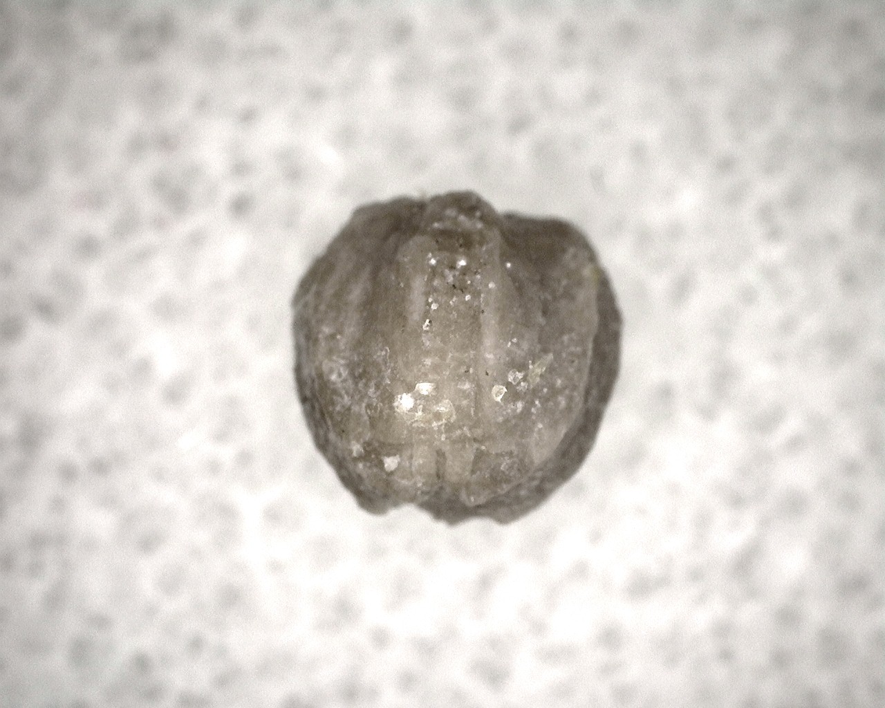 missouri-mississippian-diploblastus-blastoid-7b.jpg | Fossils for Sale