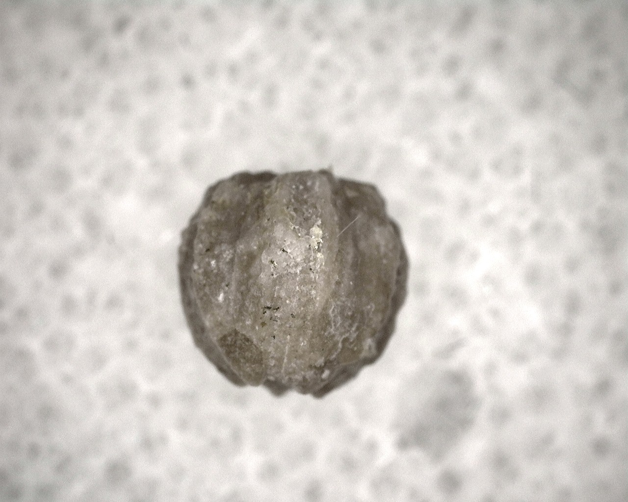 missouri-mississippian-diploblastus-blastoid-7c.jpg | Fossils for Sale