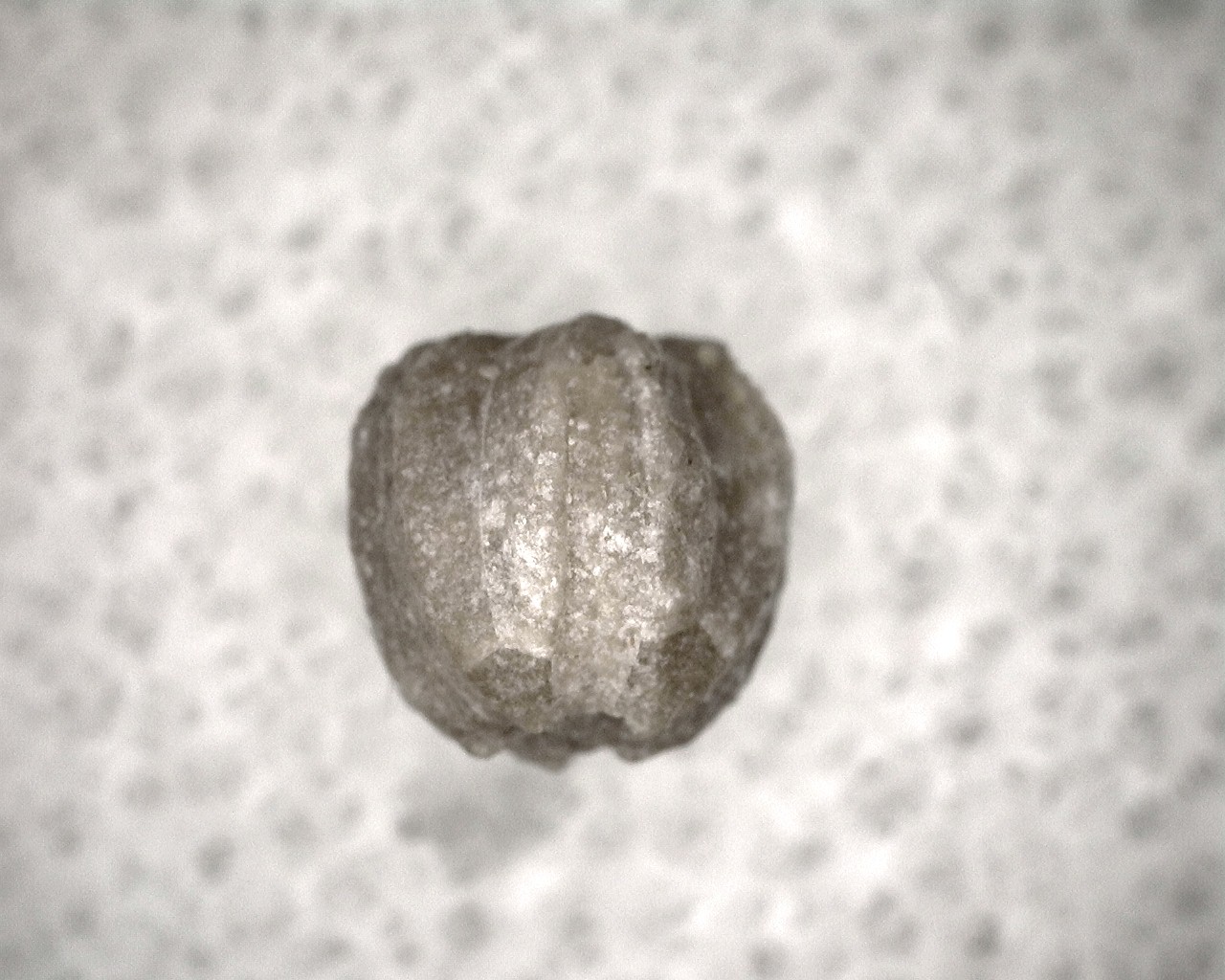 missouri-mississippian-diploblastus-blastoid-7d.jpg | Fossils for Sale