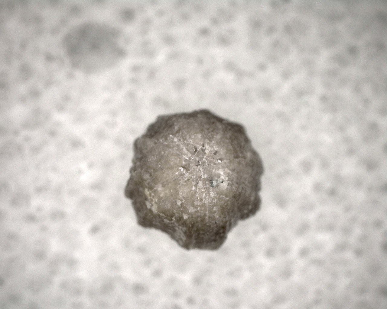 missouri-mississippian-diploblastus-blastoid-7f.jpg | Fossils for Sale