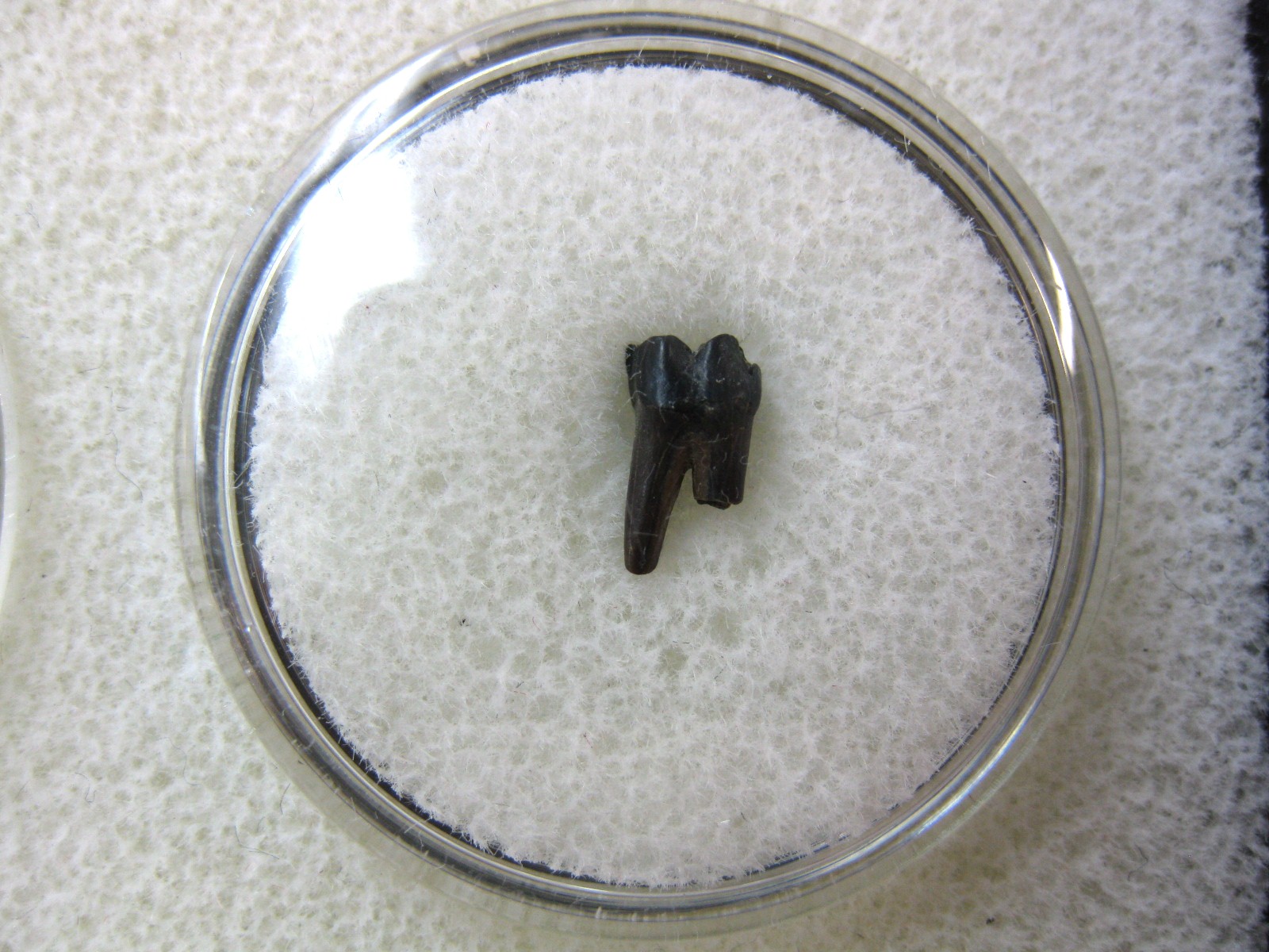 montana-cretaceous-age-mammal-tooth-30.jpg | Fossils for Sale