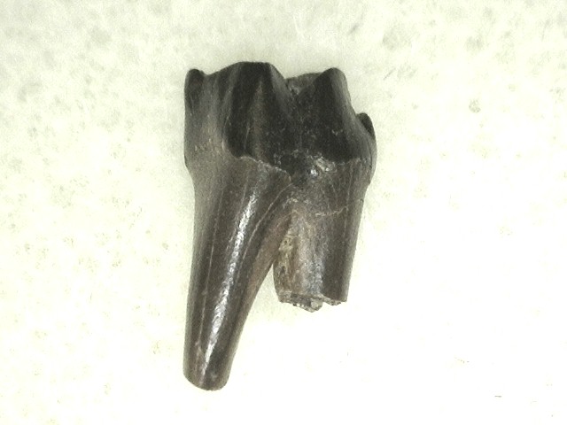 montana-cretaceous-age-mammal-tooth-30b.jpg | Fossils for Sale
