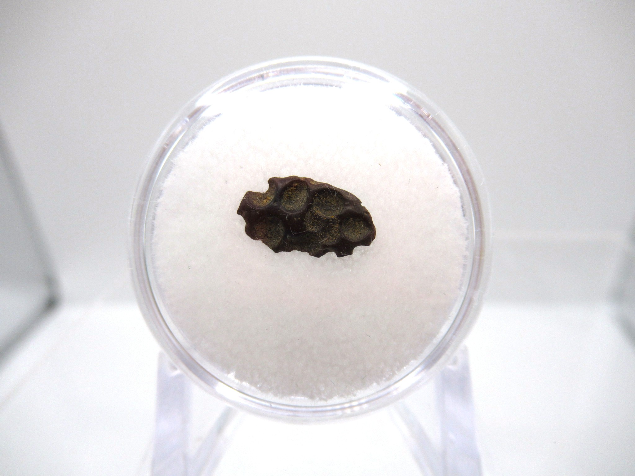 montana-cretaceous-crocodile-scute-4-1.jpg | Fossils for Sale