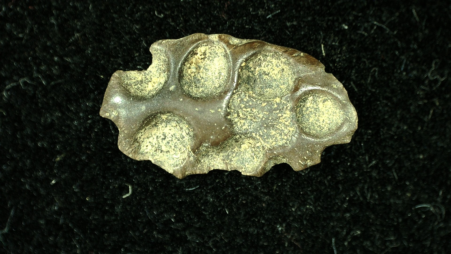 montana-cretaceous-crocodile-scute-4a-1.jpg | Fossils for Sale