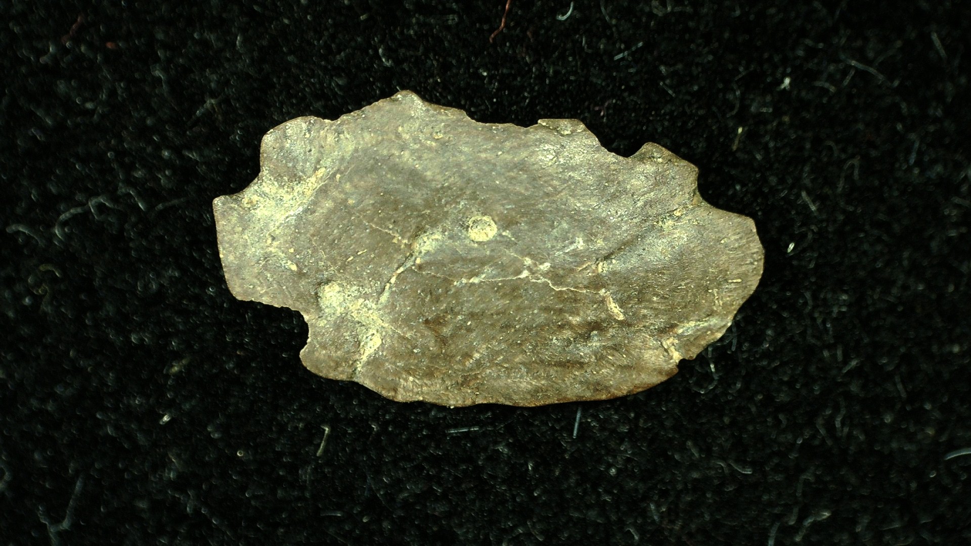 montana-cretaceous-crocodile-scute-4b-1.jpg | Fossils for Sale