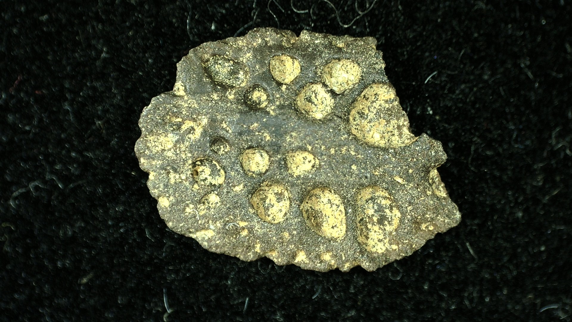 montana-cretaceous-crocodile-scute-6a-1.jpg | Fossils for Sale