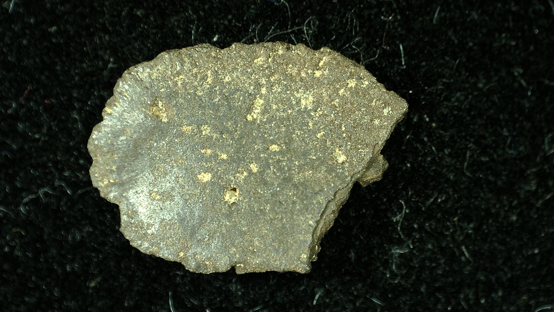 montana-cretaceous-crocodile-scute-6b-1.jpg | Fossils for Sale