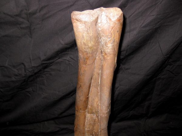 Genuine Cretaceous Age Struthiomimus Dinosaur Foot Fossil for Sale from Montana #1d