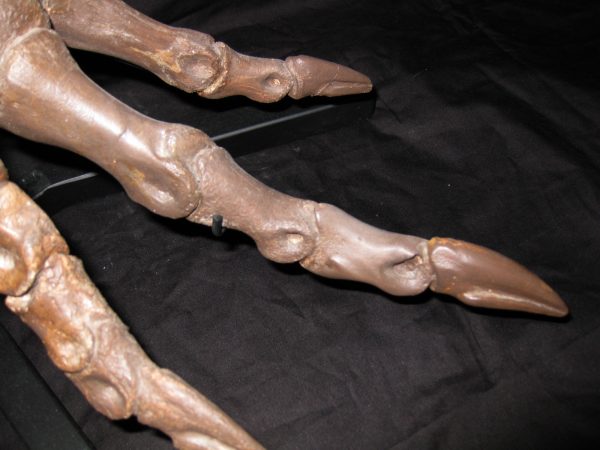 Genuine Cretaceous Age Struthiomimus Dinosaur Foot Fossil for Sale from Montana #1h