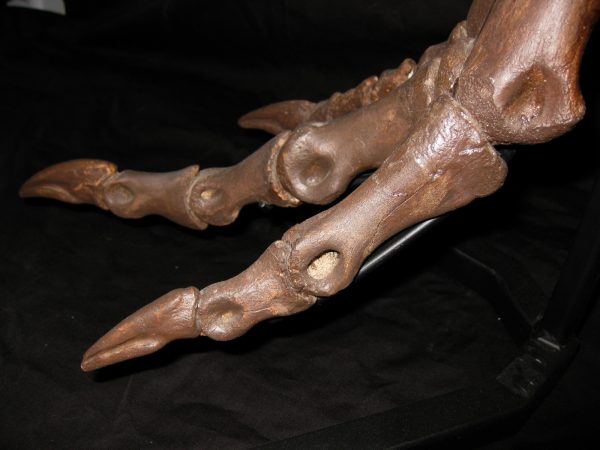 Genuine Cretaceous Age Struthiomimus Dinosaur Foot Fossil for Sale from Montana #1l