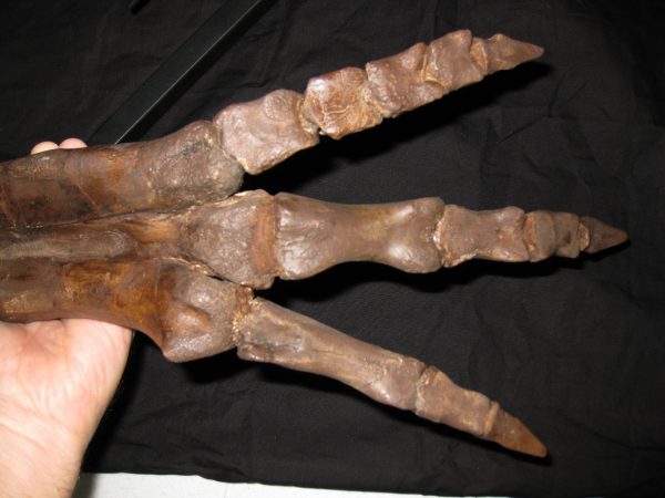 Genuine Cretaceous Age Struthiomimus Dinosaur Foot Fossil for Sale from Montana #1m