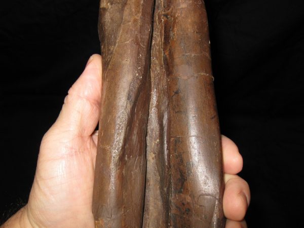 Genuine Cretaceous Age Struthiomimus Dinosaur Foot Fossil for Sale from Montana #1o