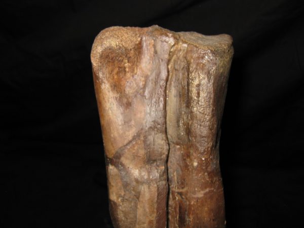 Genuine Cretaceous Age Struthiomimus Dinosaur Foot Fossil for Sale from Montana #1p