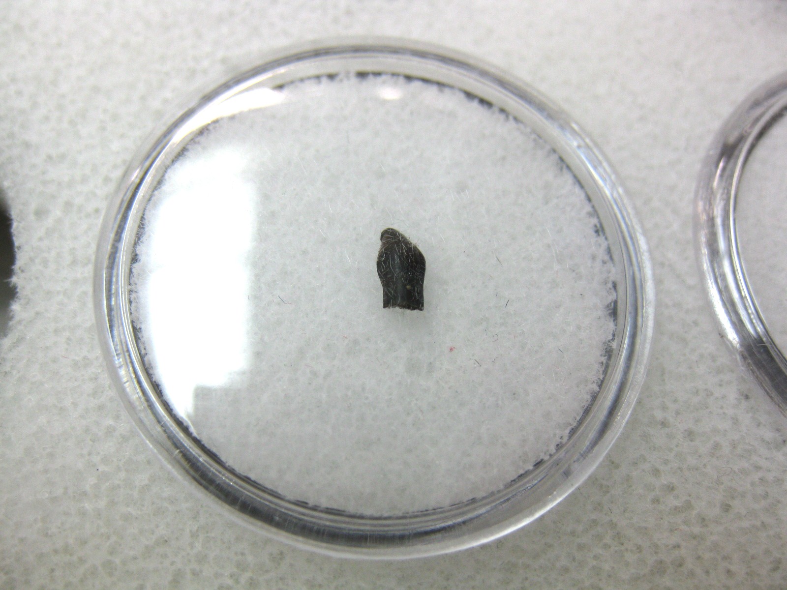 montana-cretaceous-thescelosaurus-dinosaur-tooth-13.jpg | Fossils for Sale