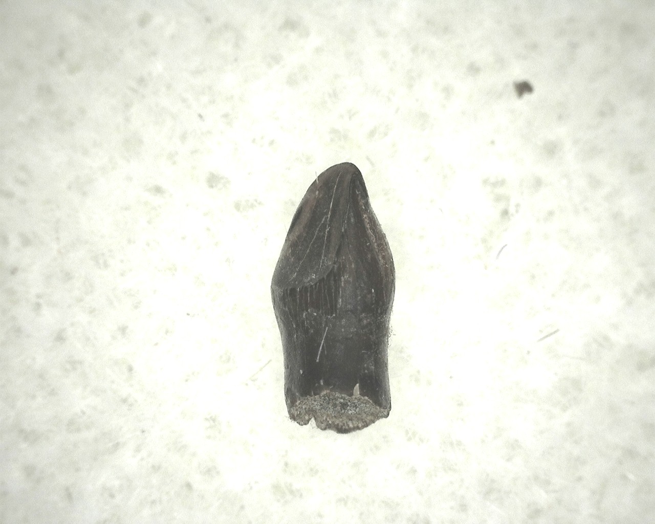 montana-cretaceous-thescelosaurus-dinosaur-tooth-13a.jpg | Fossils for Sale