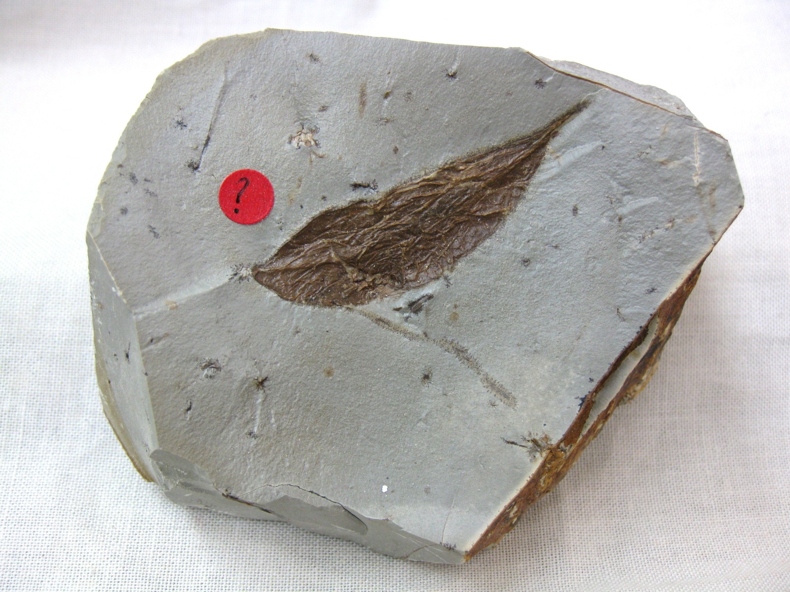 montana-glendive-paleocene-fruit-10.jpg | Fossils for Sale