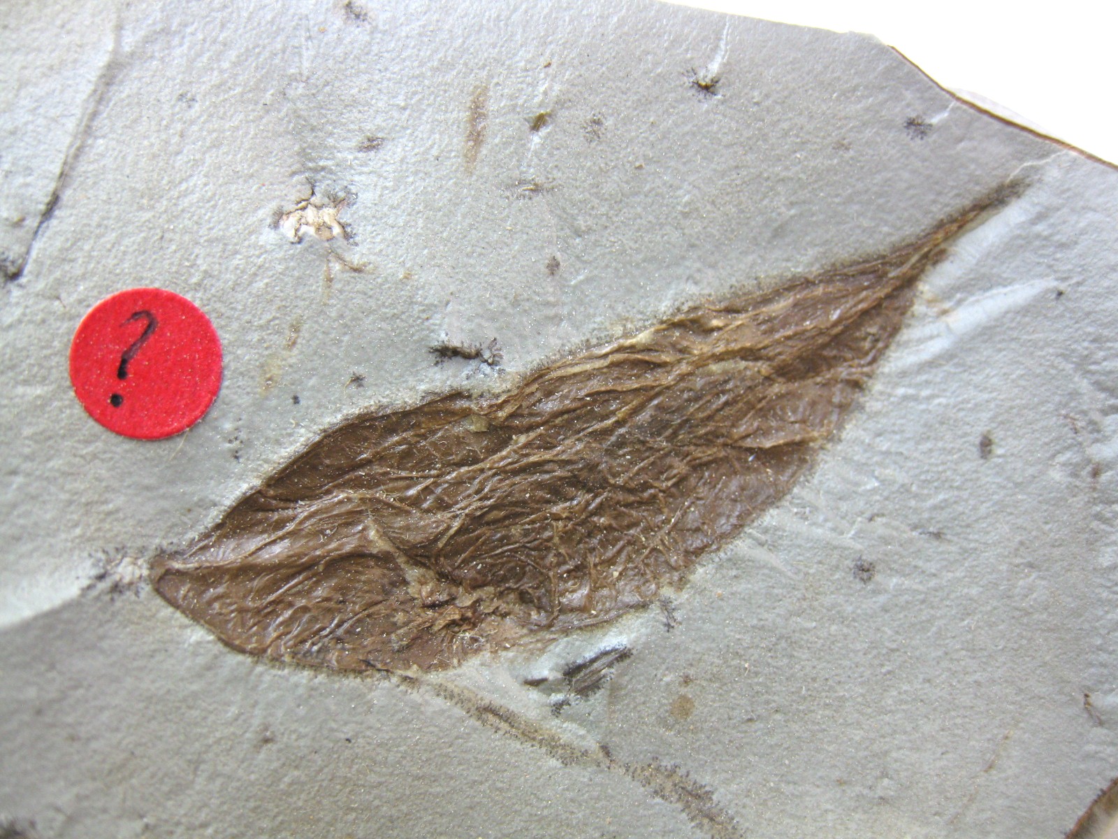 montana-glendive-paleocene-fruit-10a.jpg | Fossils for Sale