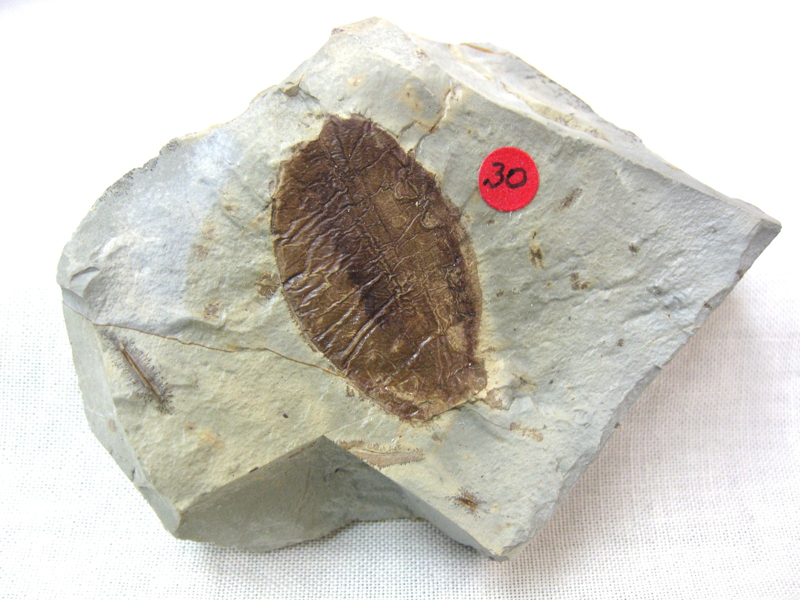 montana-glendive-paleocene-fruit-5.jpg | Fossils for Sale