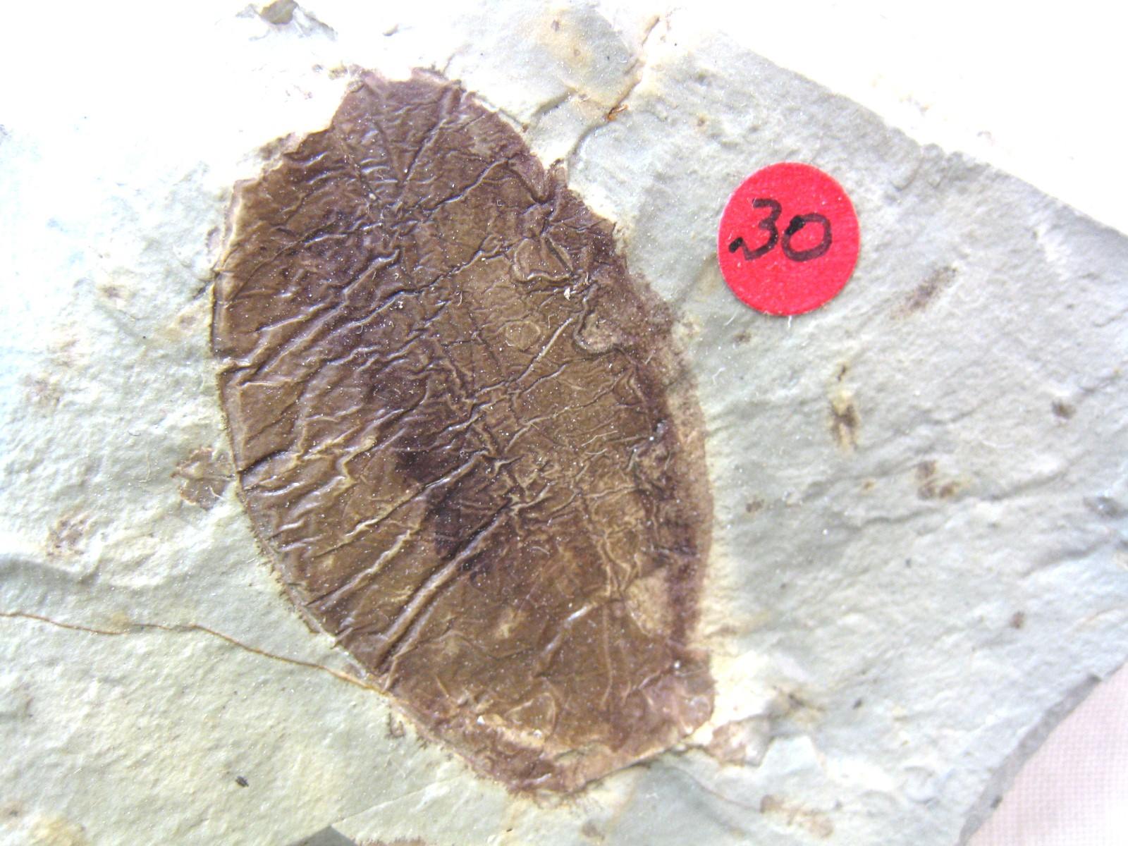 montana-glendive-paleocene-fruit-5a.jpg | Fossils for Sale