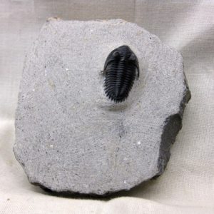 Genuine Devonian Age Metacanthina Trilobite #2 For Sale