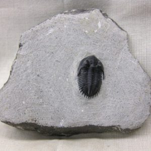 Genuine Devonian Age Metacanthina Trilobite #3 For Sale From Morocco