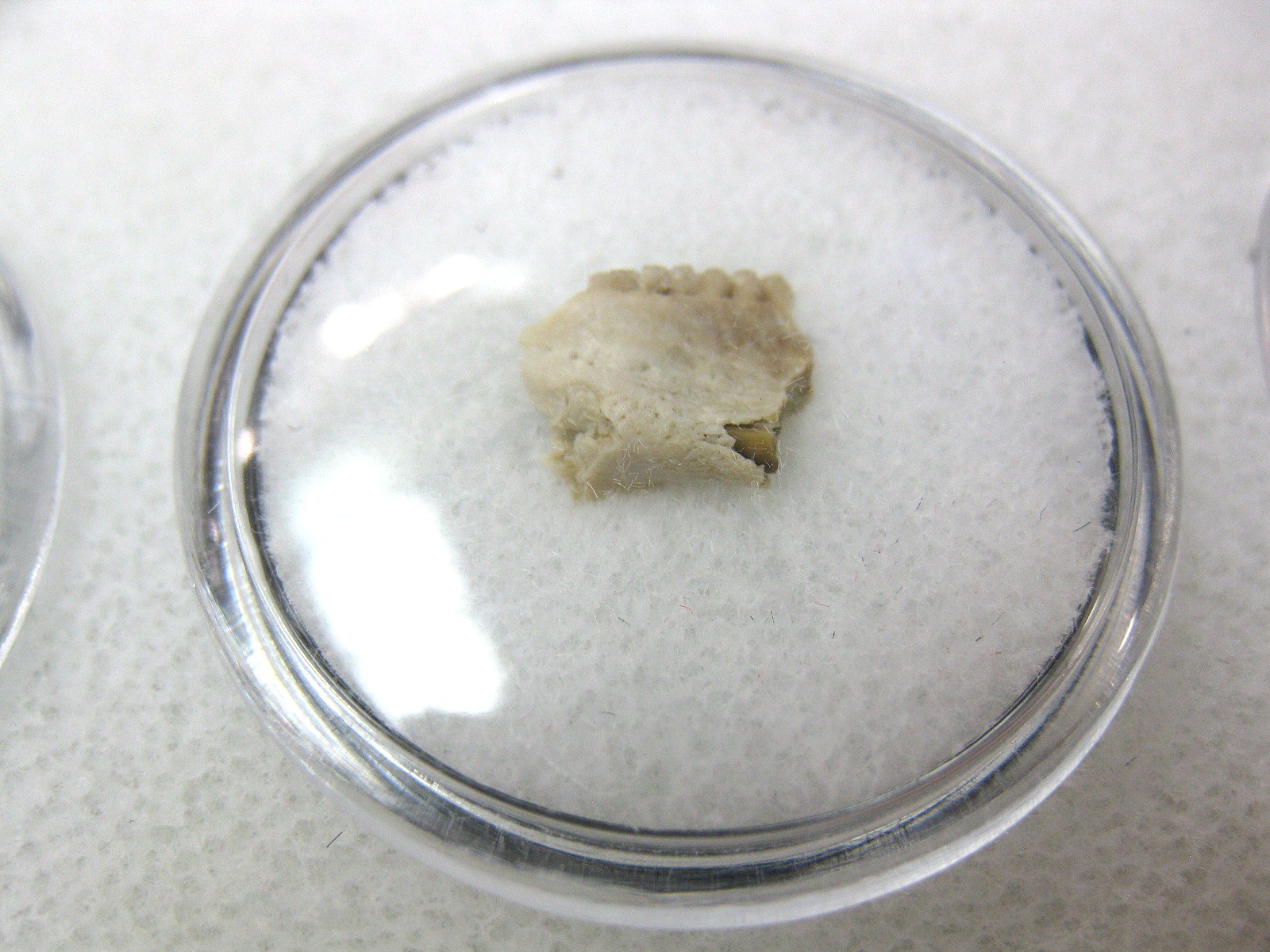 nebraska-oligocene-eumys-rodent-jaw-24.jpg | Fossils for Sale Genuine Oligocene Age Eumys Elegans Rodent Jaw Section From Nebraska For Sale #24