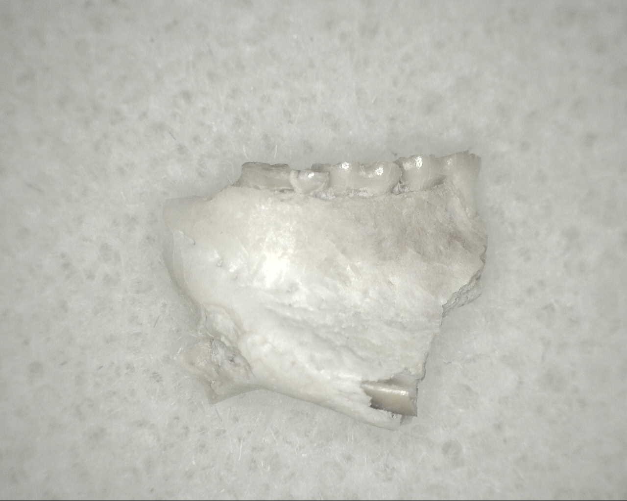 nebraska-oligocene-eumys-rodent-jaw-24b.jpg | Fossils for Sale Genuine Oligocene Age Eumys Elegans Rodent Jaw Section From Nebraska For Sale #24b