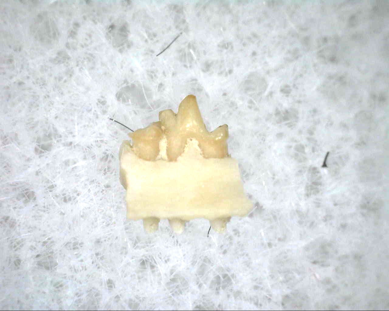 nebraska-oligocene-proscalops-tooth-2a.jpg | Fossils for Sale