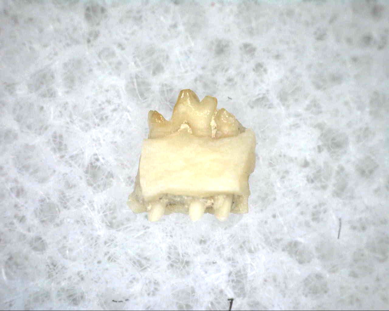 nebraska-oligocene-proscalops-tooth-2b.jpg | Fossils for Sale