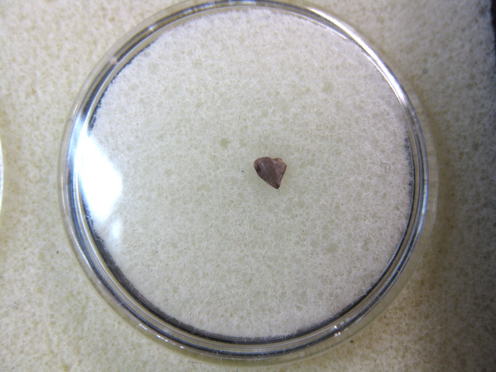 new-mexico-ornithischian-dinosaur-tooth-19.jpg | Fossils for Sale