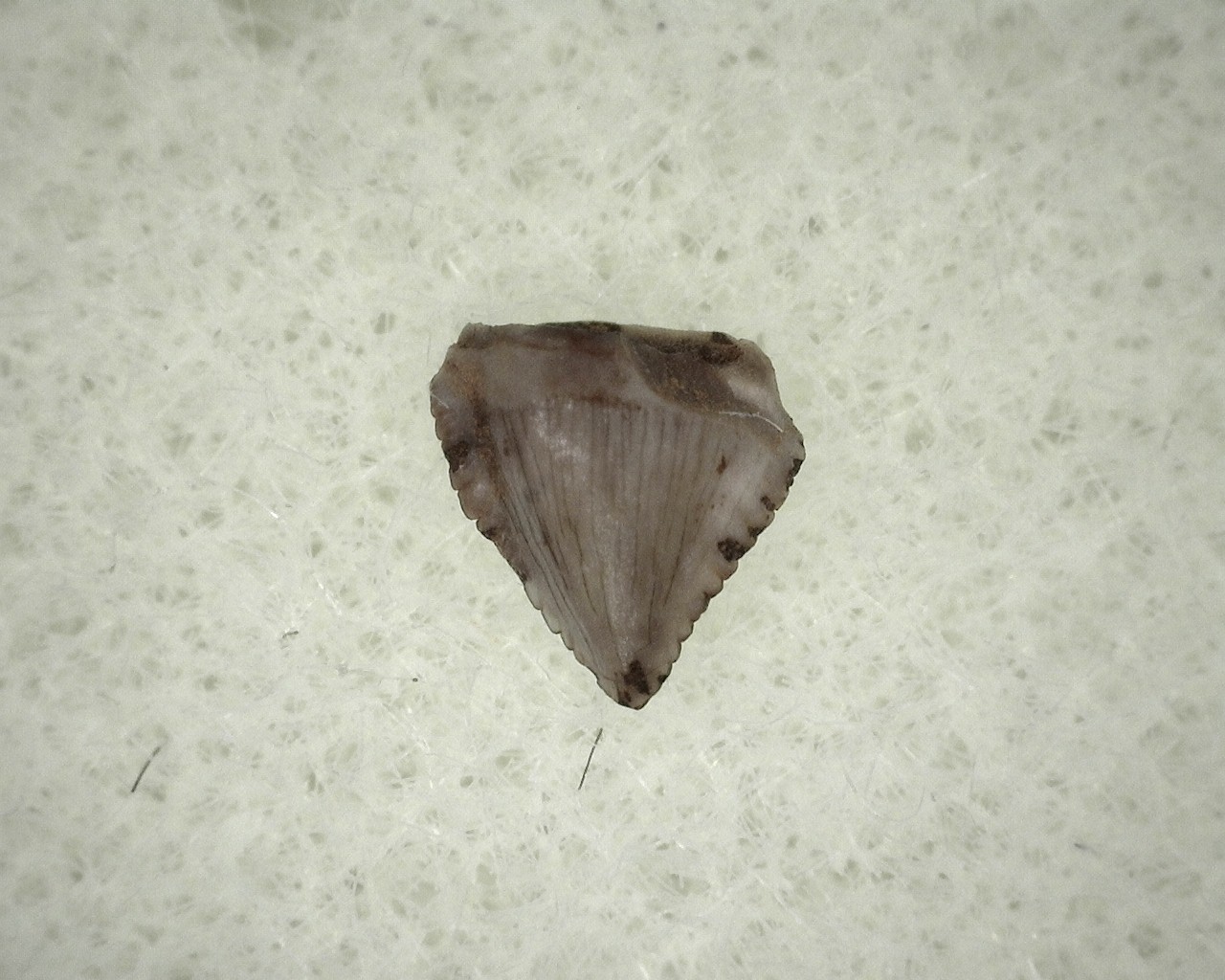 new-mexico-ornithischian-dinosaur-tooth-19b.jpg | Fossils for Sale