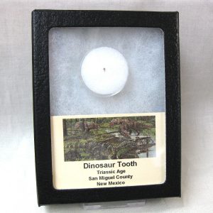 Triassic Dinosaur Tooth #2