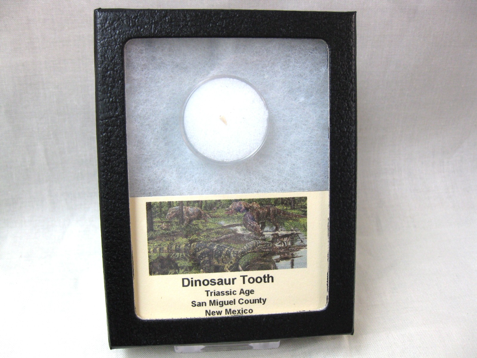 new-mexico-triassic-dinosaur-tooth-6.jpg | Fossils for Sale