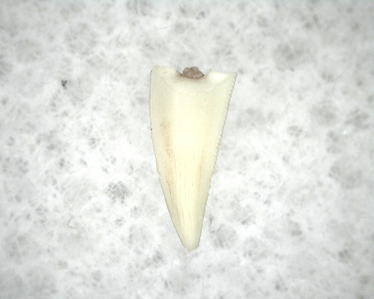 new-mexico-triassic-dinosaur-tooth-6a.jpg | Fossils for Sale