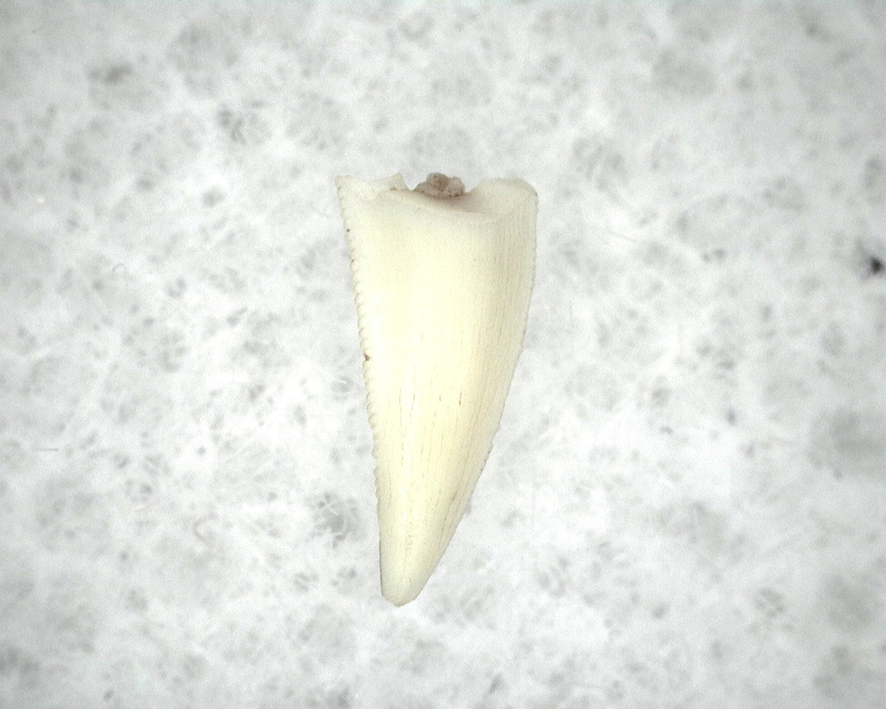 new-mexico-triassic-dinosaur-tooth-6b.jpg | Fossils for Sale